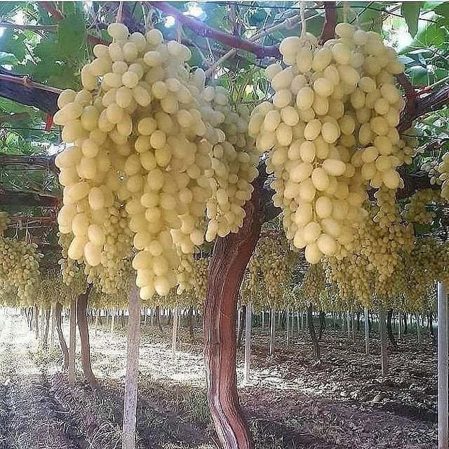 پیمانکاری فضای سبز جرکانی