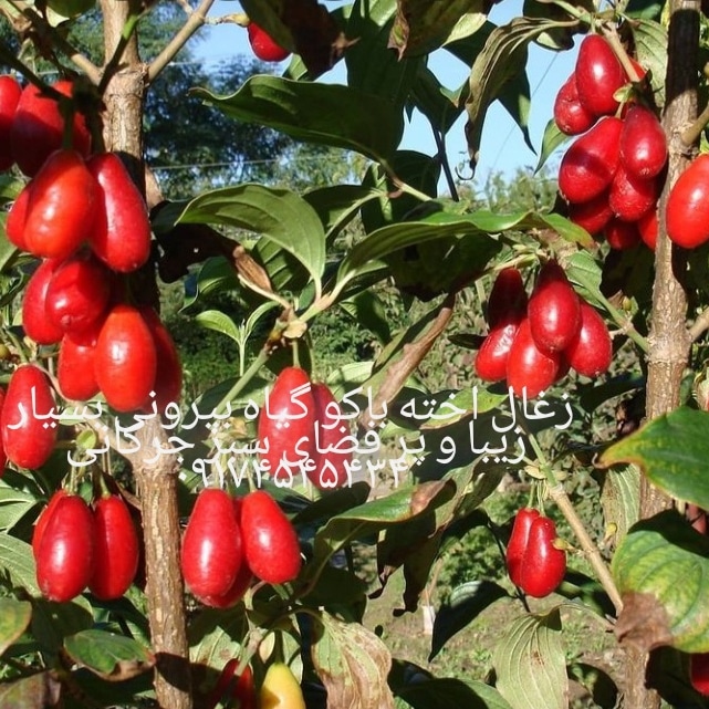 پیمانکاری فضای سبز جرکانی