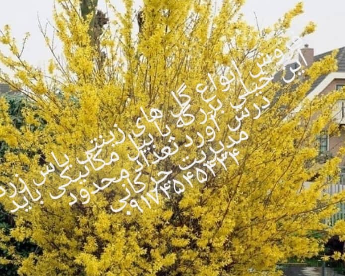 پیمانکاری فضای سبز جرکانی