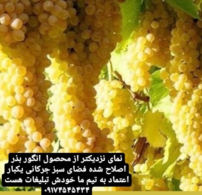 پیمانکاری فضای سبز جرکانی