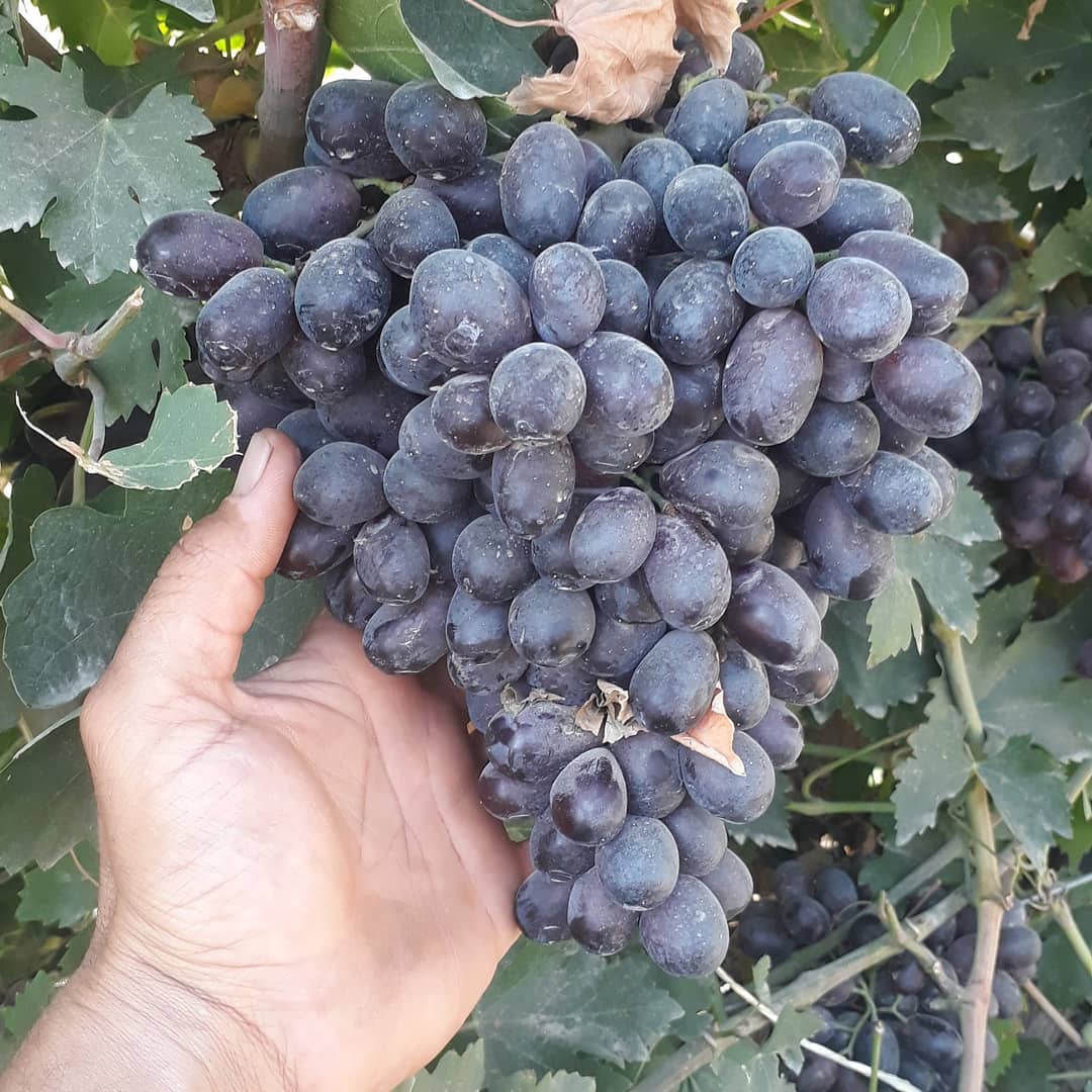 پیمانکاری فضای سبز جرکانی