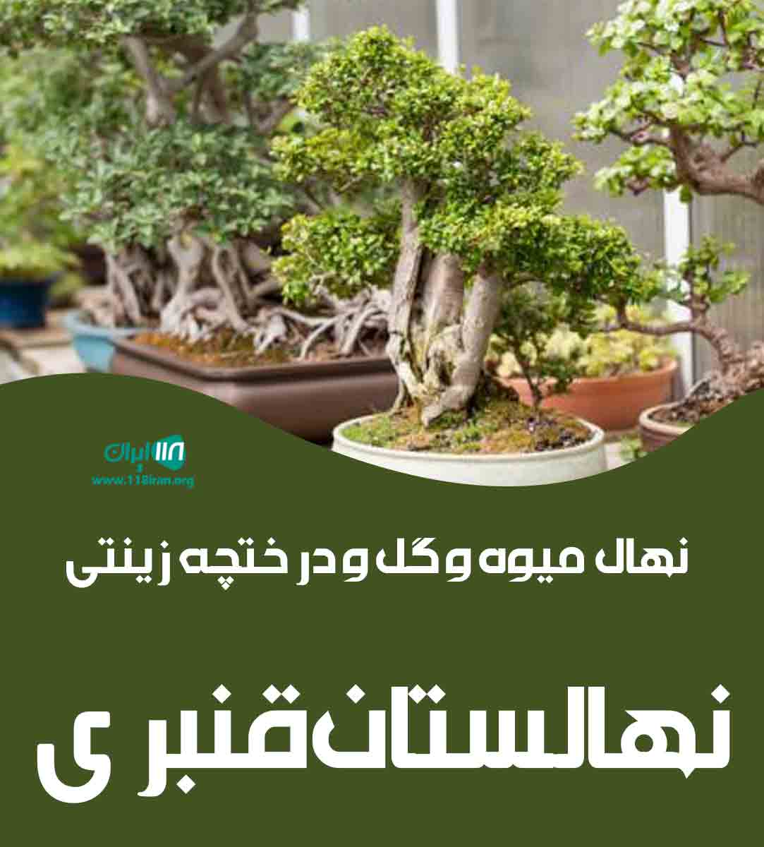 نهال میوه و گل و درختچه زینتی نهالستان قنبری در گرمسار نهال میوه و گل و درختچه زینتی نهالستان قنبری در گرمسار