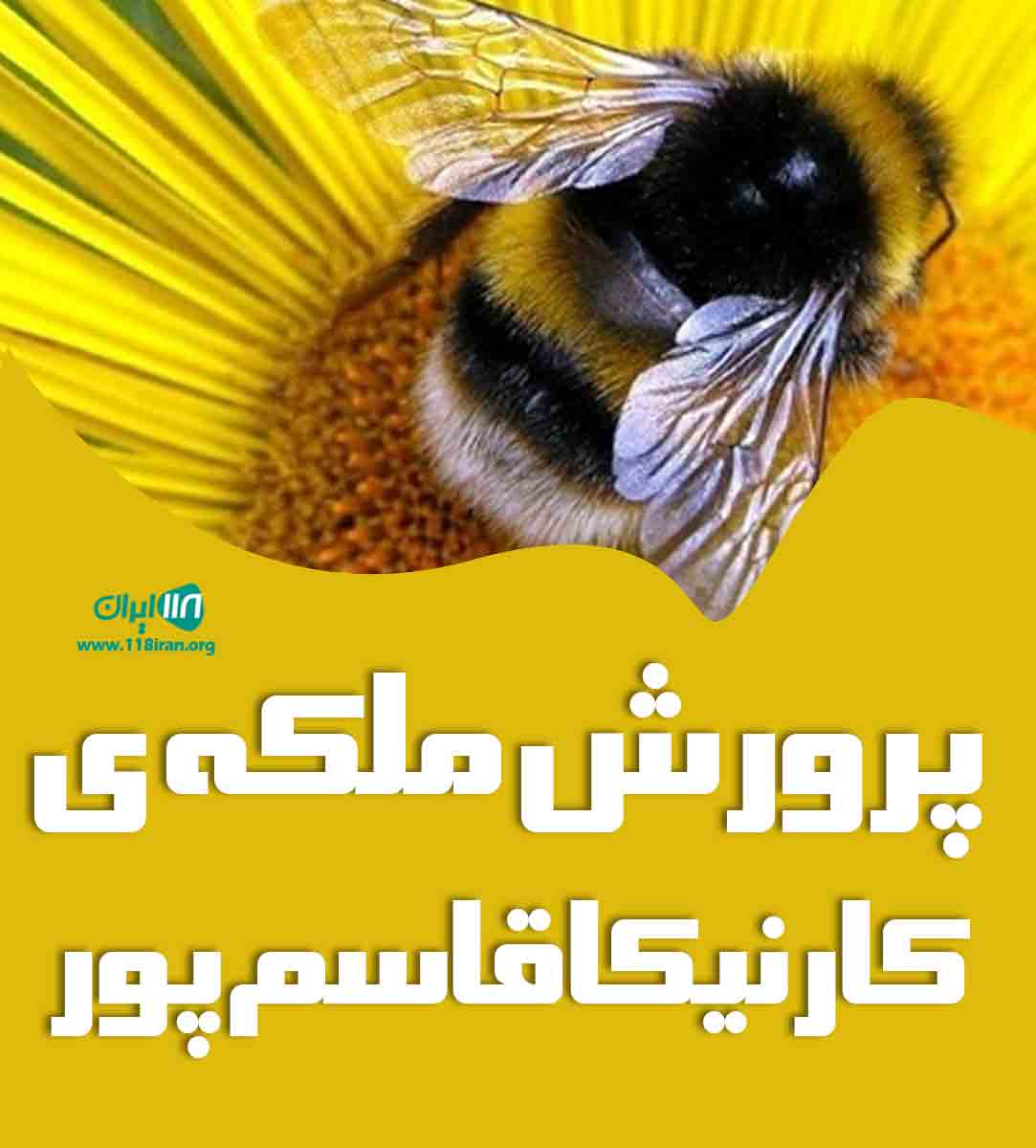 پرورش ملکه ی کارنیکا قاسم پور